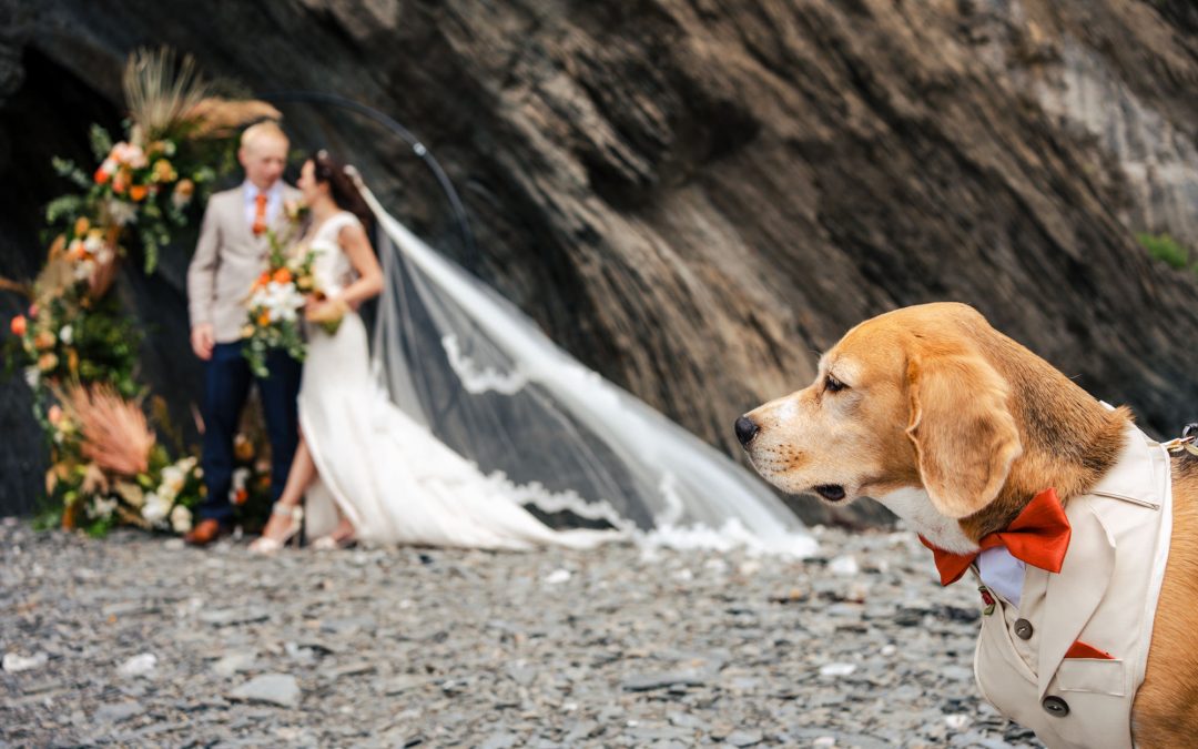 How to Include Your Dog in Your Wedding