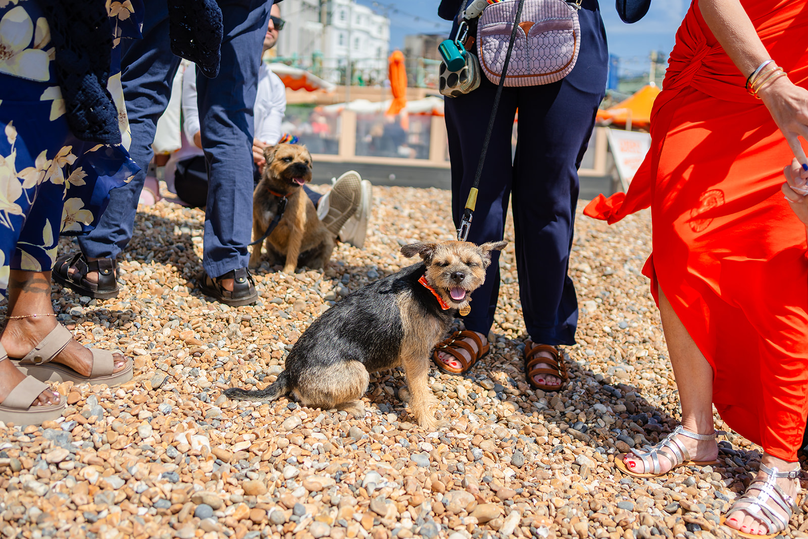 Lua the dog with wedding guests on Brighton beach